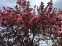 Image: Pink Crabapple in bloom