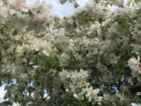 Image: White Crabapple in bloom
